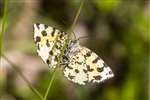 Speckled Yellow moth, Glasdrum
