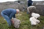 Rolling up the fleece after sheep Shearing, Shawbost, Lewis
