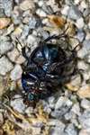 Dor Beetle, Glasdrum