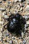 Dor Beetle, Glasdrum