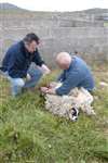 Sheep Shearing, Shawbost, Lewis