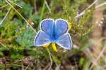 Common Blue Butterfly (male), Tulloch Moor