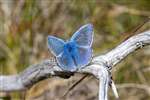 Common Blue Butterfly (male), Tulloch Moor