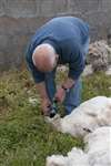 Drenching a Sheep, Shawbost, Lewis