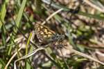 Chequered Skipper butterfly, Allt Mhuic, Loch Arkaig