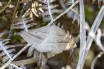 Brown Silver-line moth, Allt Mhuic, Loch Arkaig