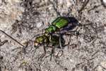 Green Tiger Beetles mating, Allt Mhuic, Loch Arkaig