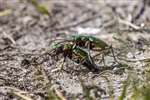 Green Tiger Beetles mating, Allt Mhuic, Loch Arkaig