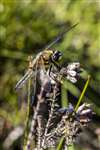 Four-spotted Chaser dragonfly,  Allt Mhuic, Loch Arkaig