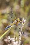 Four-spotted Chaser dragonfly,  Allt Mhuic, Loch Arkaig