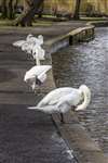 Mute Swans preening, Linlithgow Loch