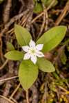 Chickweed Wintergreen, Grantown-on-Spey