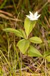 Chickweed Wintergreen, Grantown-on-Spey