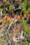 Matchstick lichen, Tulloch Moor, Speyside