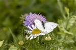 Small White butterfly on Sea Mayweed and Devil's Bit Scabious, Inverness