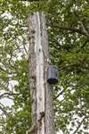 Larch  with dieback - bat roost on trunk