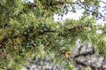 Juniper berries, Dundreggan