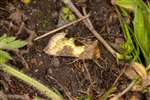 Burnished Brass moth, Dundreggan