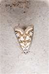 Beautiful China-mark moth, Dundreggan
