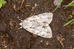 Grey Dagger moth, Dundreggan
