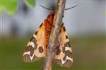 Garden Tiger moth, Dundreggan