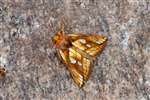 Lempke's gold spot moth, Dundreggan