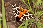 Garden Tiger moth, Dundreggan