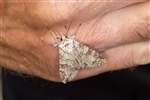 Grey Arches moth, Dundreggan