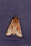 True Lover's Knot moth, Dundreggan