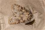 Grey Arches moth, Dundreggan