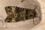 Green Arches moth, Dundreggan