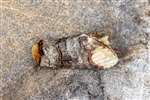 Buff-tip moth, Dundreggan