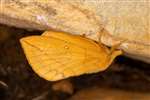 Drinker moth, Dundreggan