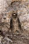 Poplar Lutestring moth, Dundreggan