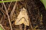 Buff Ermine moth, Dundreggan