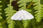 Common White Wave moth, Dundreggan