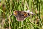 Meadow Brown butterfly, Spey Bay