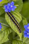 Scarlet Tiger moth caterpillar on Green Alkanet, Oxfordshire