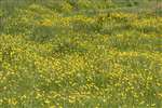Meadow Buttercup field, Oxfordshire