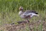 Greylag Geese guarding their nest, Potteric Carr 