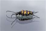 Four-banded Longhorn Beetle, Speyside
