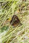 Meadow Brown butterfly near Grantown-on-Spey