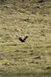 Golden Eagle flying low over Lewis moorland