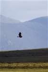 Golden Eagle flying against Lewis moorland