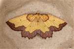 Dark Bordered Beauty moth (female), Insh Marshes