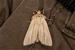 Smoky Wainscot moth, Insh Marshes