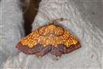 Dark Bordered Beauty moth (male), Insh Marshes