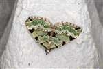 Green Carpet moth, Insh Marshes