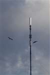 Golden Eagle pair over Lewis flying past TV mast