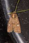 Common Rustic moth, Insh Marshes